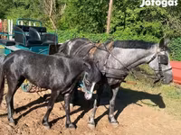 Jument, Chevaux — photo 2