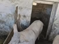 خوک ماده, Мангалица — عکس 1