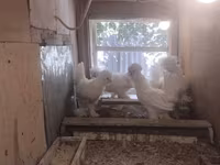 Chickens — foto 2