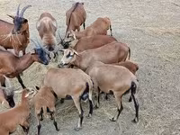 Қошқар, Cameroon sheep — 3-сурет