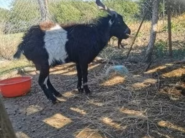 Billy Goat, Pomellata goat — Hungary