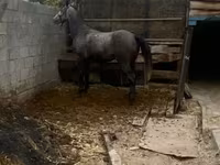 Kůň, Koně — foto 2