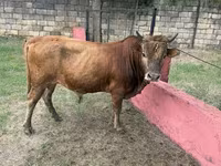 گاو نر, گاو — عکس 1