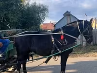 اسب نر, Nonius horse — عکس 1