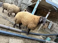 Kambing jantan, Sheep — foto 4