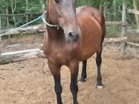 Stute, Hungarian horse breed — Foto 1