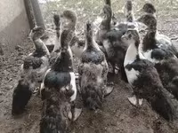 Ducks — foto 5