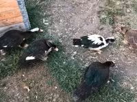 Ducks — 照片 2