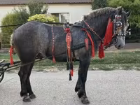 Kuda jantan, Horses — foto 5