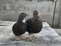 King-vagtel — foto 1
