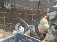 ብራህማ — ፎቶ 3