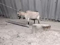 பெண் வெள்ளாடு, வெள்ளாடுகள் — புகைப்படம் 2
