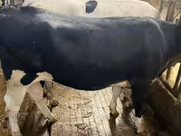 ላም, Holstein breed — ፎቶ 4
