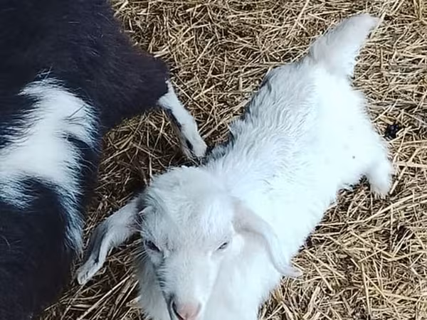 Kambing betina, Goats