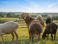 Ovan, Hissar sheep — fotografija 2
