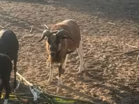 Beran, Cameroon sheep — foto 5