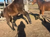 Cavallo, Hungarian horse breed — foto 2