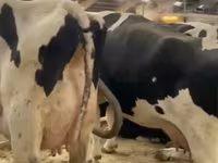 ላም, Holstein breed — ፎቶ 2