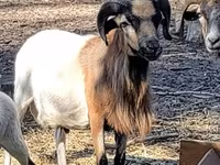 ভেড়ার পাঁঠা, Cameroon sheep — ছবি 3