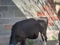 ላም, Holstein breed — ፎቶ 4