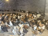 Chickens — عکس 2