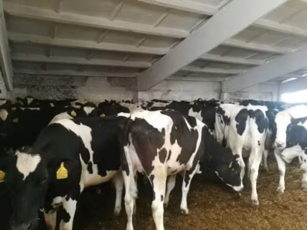 ላም, Holstein breed