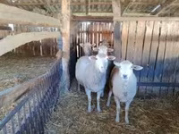 میش, Ile-de-France sheep — عکس 1