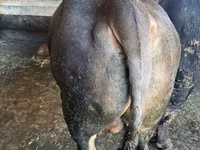 Toro, Swiss cattle — foto 4