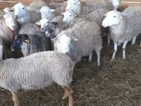 Κριός, Katum sheep — φωτογραφία 5