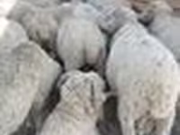 قوچ, Merino sheep — عکس 2