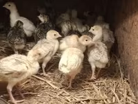 Turkeys — sawirka 1