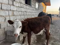 Buqa, Qoramol — 4-rasm