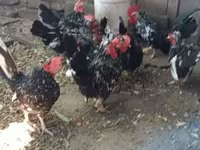 Chickens — снимка 1