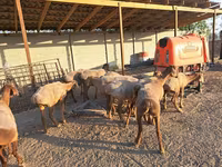 母羊, Sheep — 照片 1