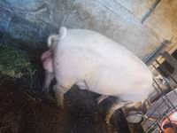 Boar, Ландрас — photo 3
