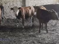 Букачар, Симментал тукуму — сүрөт 3