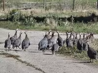Guinea fowl — φωτογραφία 2