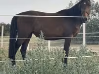 Hoppe, Nonius horse — foto 7