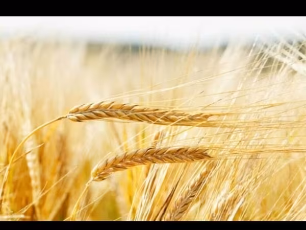 Продаю🌾 ячмень арпа!