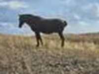ม้าตัวเมีย, Kazakh horse — รูปภาพ 6