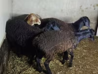 Ovce, Hissar sheep — foto 3
