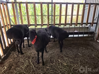 Vædder, Hissar sheep — foto 8