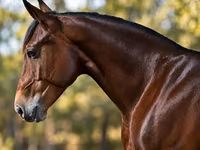 ม้าตัวผู้, Quarter Horse — รูปภาพ 3