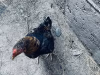 Derbiširska crvenokapa — fotografija 3
