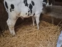 Dibi, Russian Black pied cattle — sawirka 1