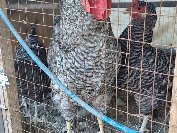 Chickens