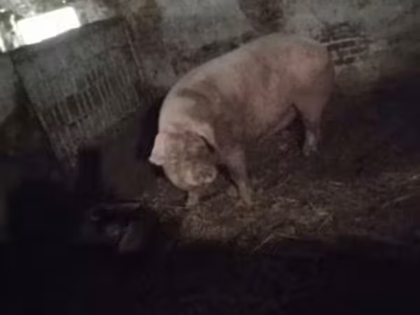 Scrofa, Maiali