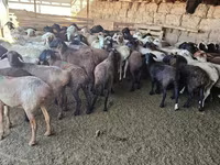 የጎትት አውራ በግ, Sheep — ፎቶ 1