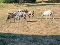 بکری, بکریاں — تصویر 1