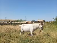 Kozel, Saanen goat — foto 8